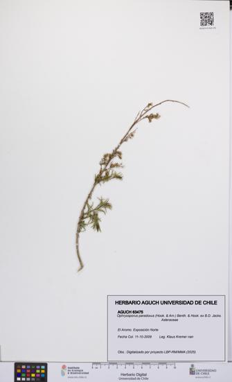 Ophryosporus paradoxus [Espécimen: UCH:AGUCH:0063475]