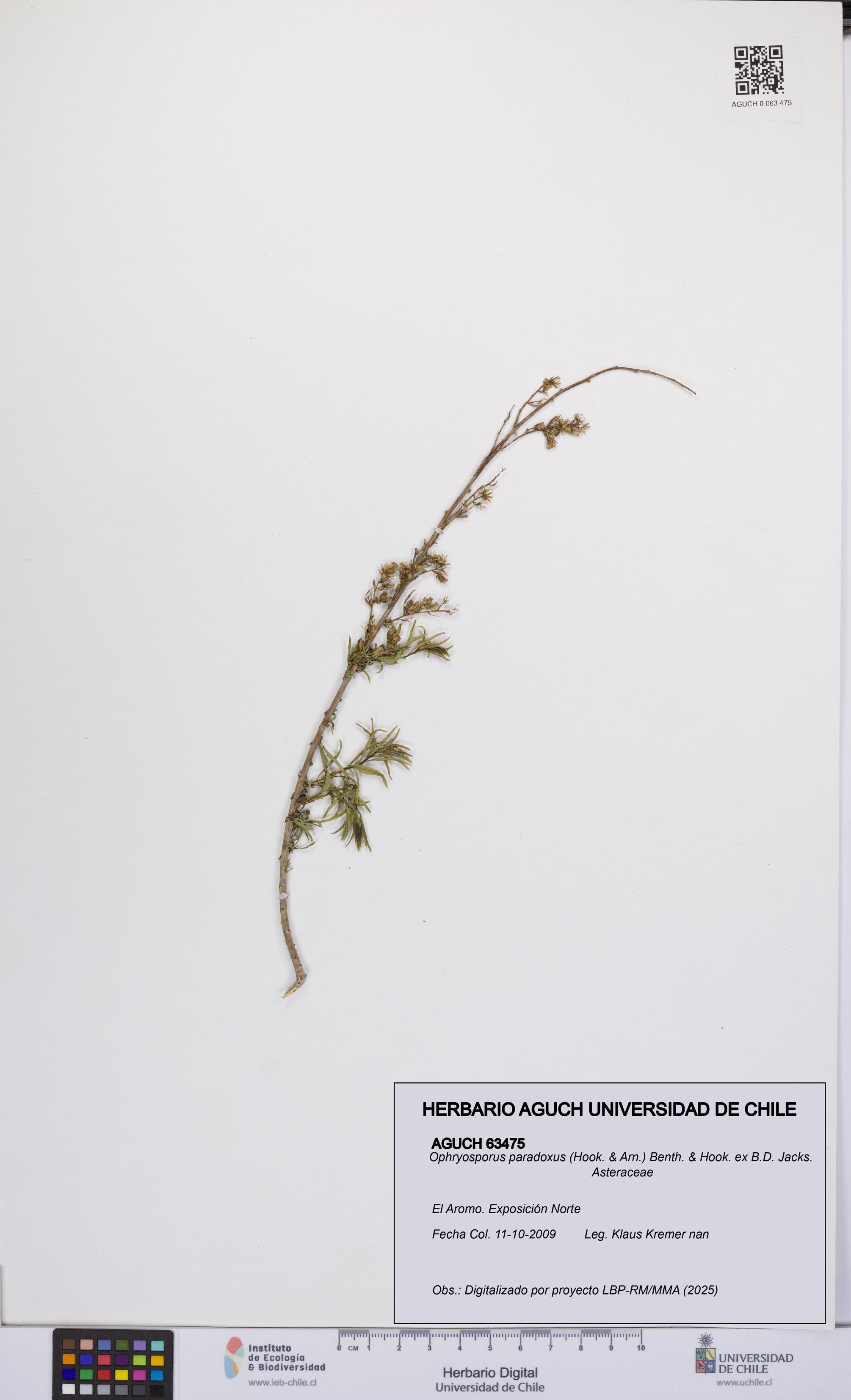 Ophryosporus paradoxus [Espécimen: UCH:AGUCH:0063475]