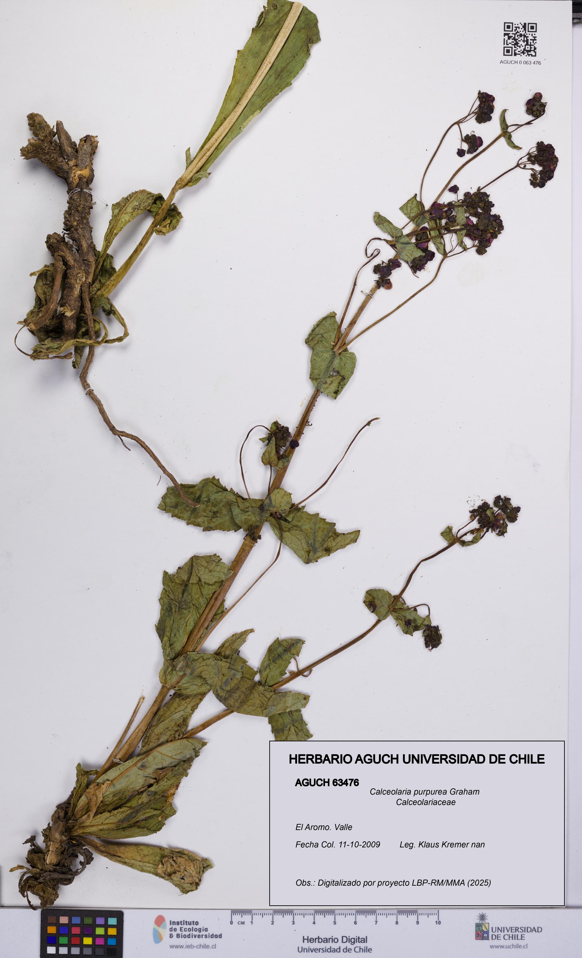 Calceolaria purpurea [Espécimen: UCH:AGUCH:0063476]