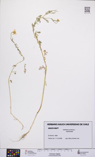 Anthemis arvensis [Espécimen: UCH:AGUCH:0063477]