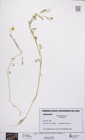 Anthemis arvensis [Espécimen: UCH:AGUCH:0063477]