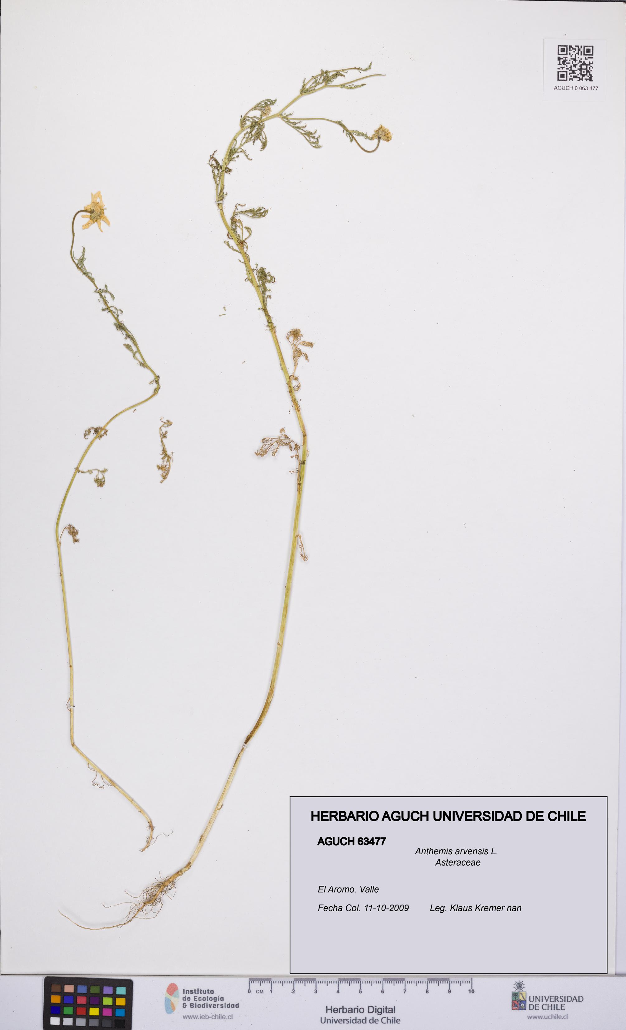 Anthemis arvensis [Espécimen: UCH:AGUCH:0063477]
