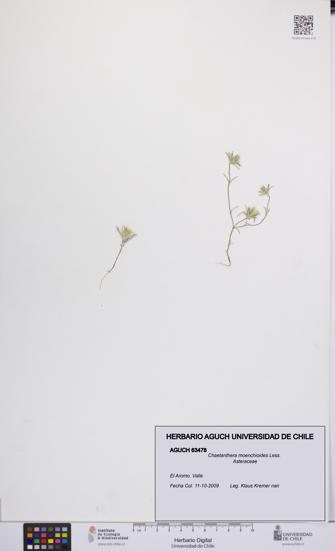 Chaetanthera moenchioides [Espécimen: UCH:AGUCH:0063478]