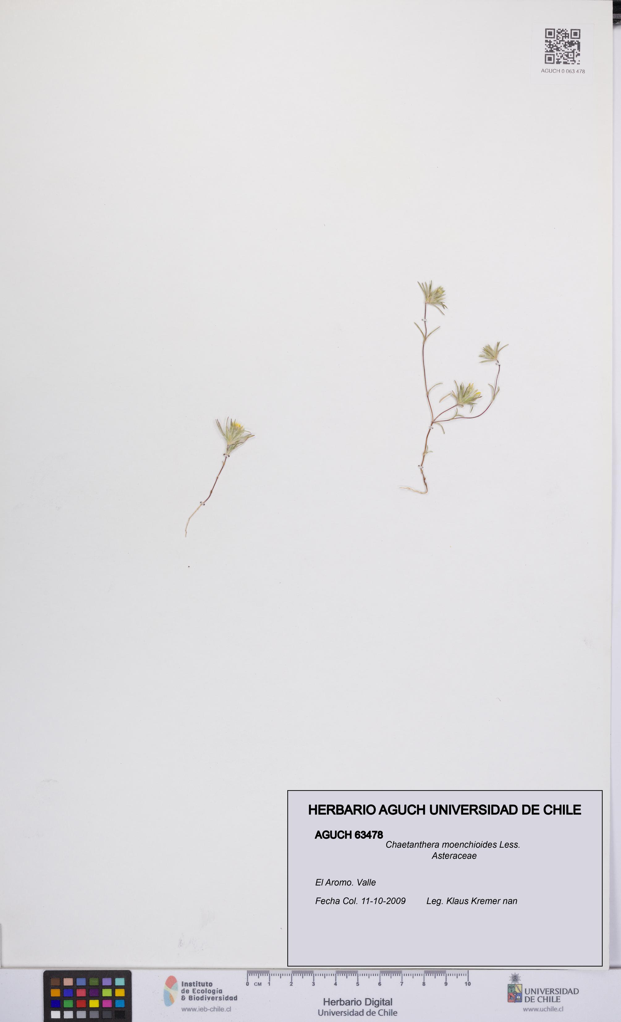 Chaetanthera moenchioides [Espécimen: UCH:AGUCH:0063478]
