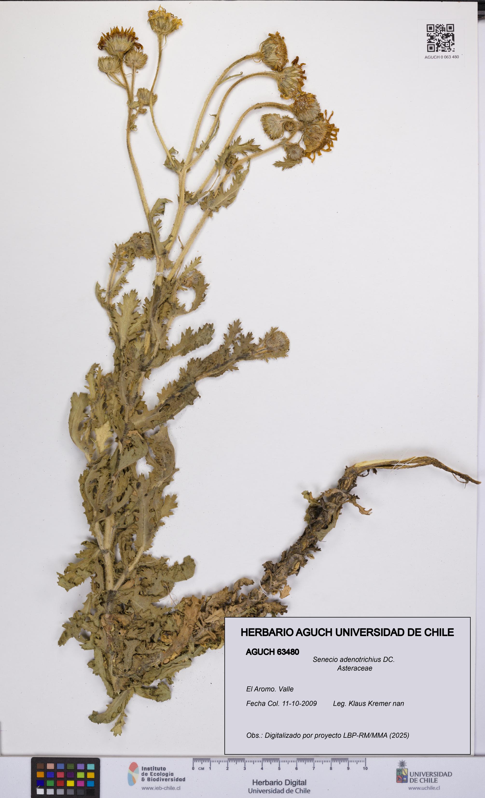 Senecio adenotrichius [Espécimen: UCH:AGUCH:0063480]
