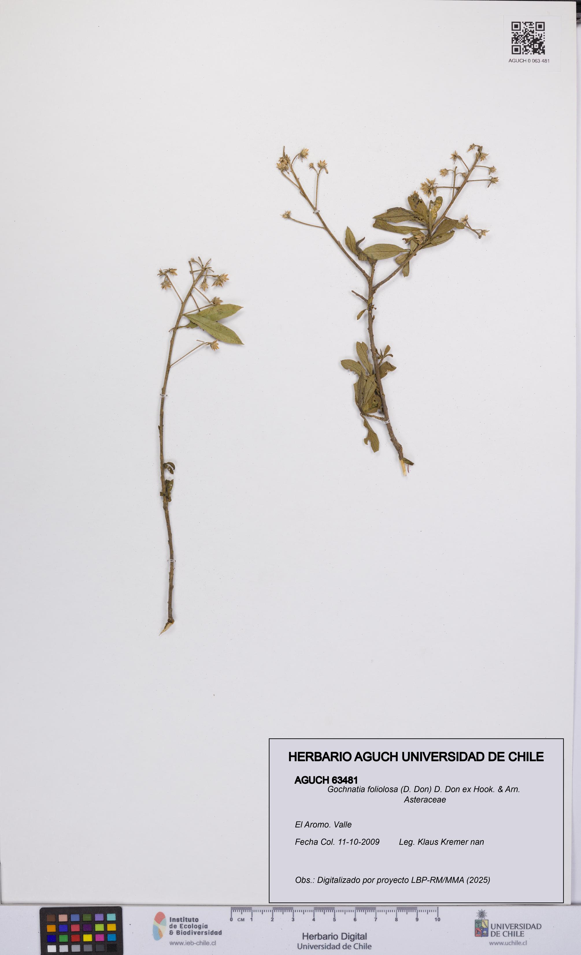 Gochnatia foliolosa [Espécimen: UCH:AGUCH:0063481]