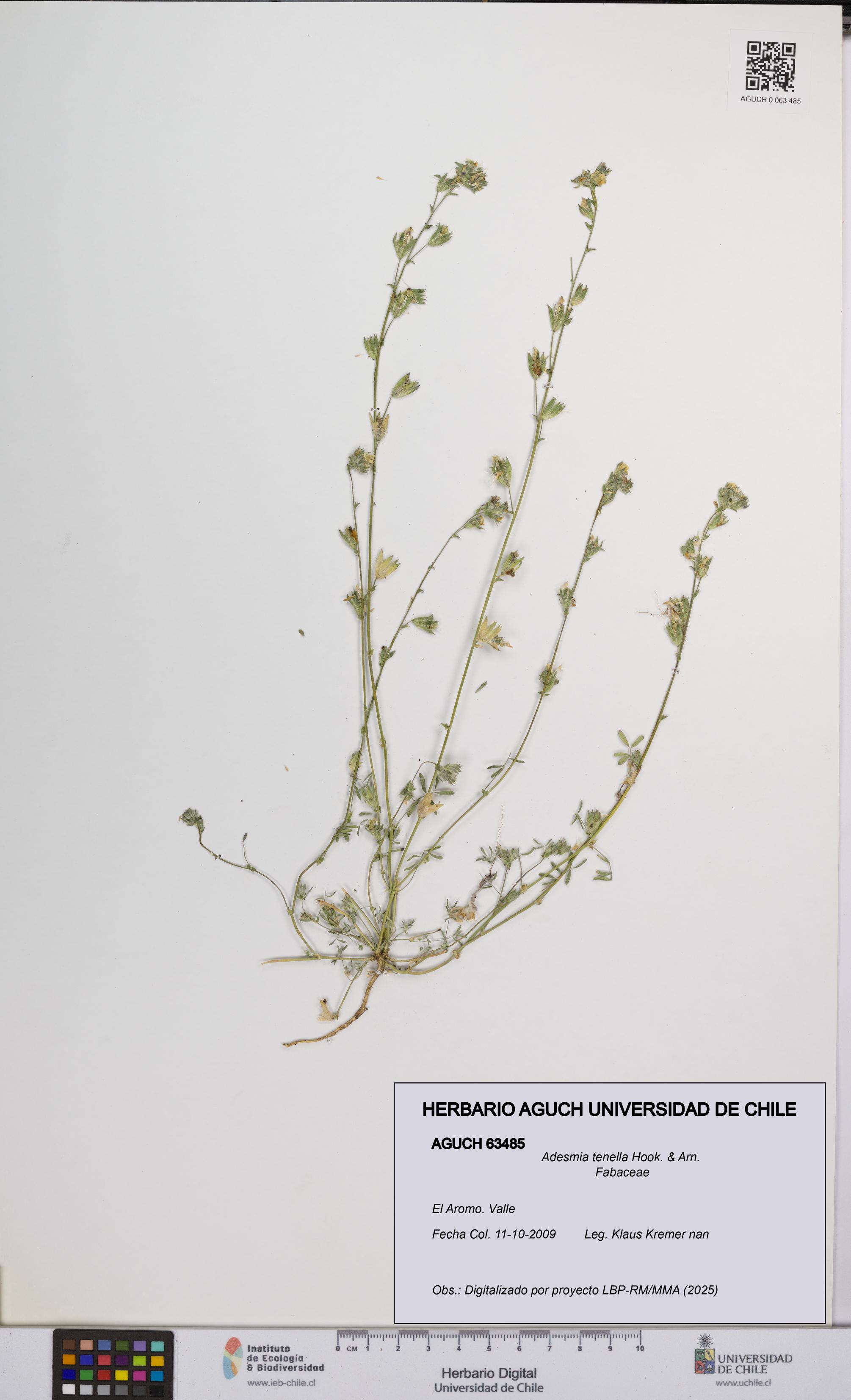 Adesmia tenella [Espécimen: UCH:AGUCH:0063485]