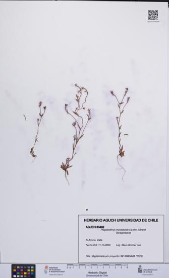 Plagiobothrys myosotoides [Espécimen: UCH:AGUCH:0063492]