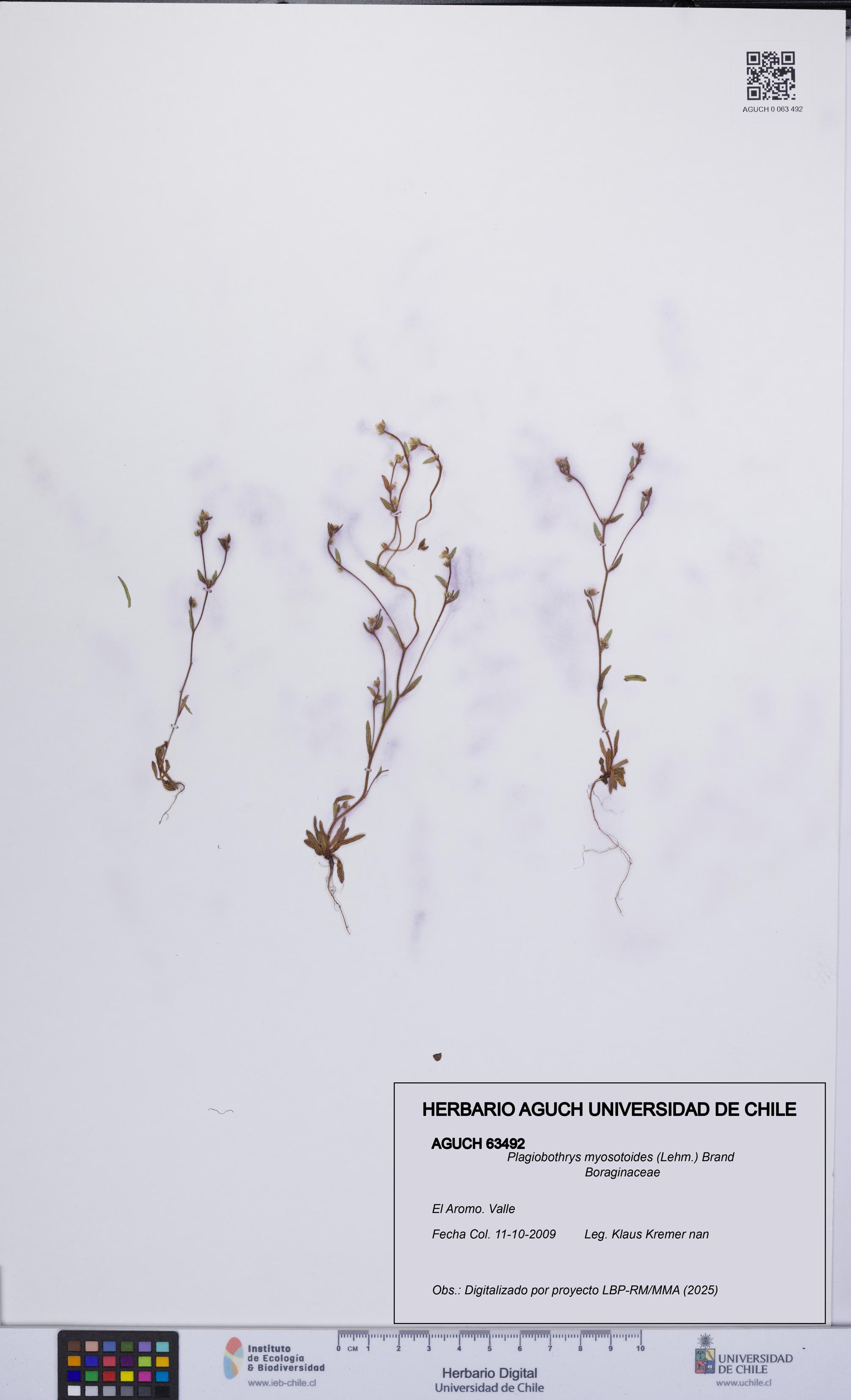 Plagiobothrys myosotoides [Espécimen: UCH:AGUCH:0063492]