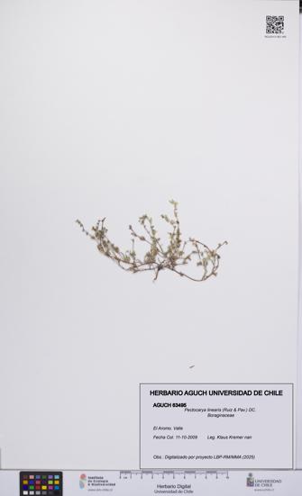 Pectocarya linearis [Espécimen: UCH:AGUCH:0063495]