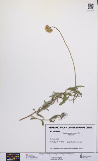Haplopappus uncinatus [Espécimen: UCH:AGUCH:0063497]