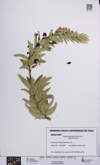 Lobelia polyphylla [Espécimen: UCH:AGUCH:0063521]