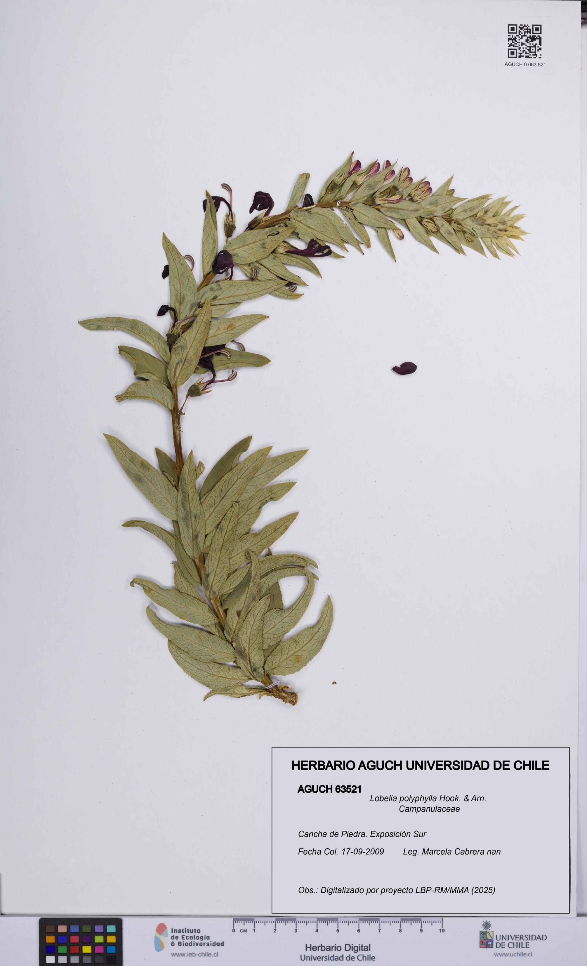 Lobelia polyphylla [Espécimen: UCH:AGUCH:0063521]