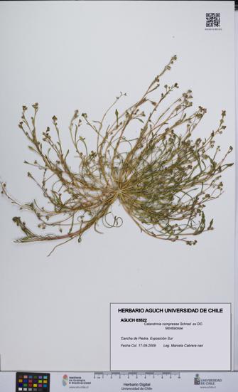 Calandrinia compressa [Espécimen: UCH:AGUCH:0063522]