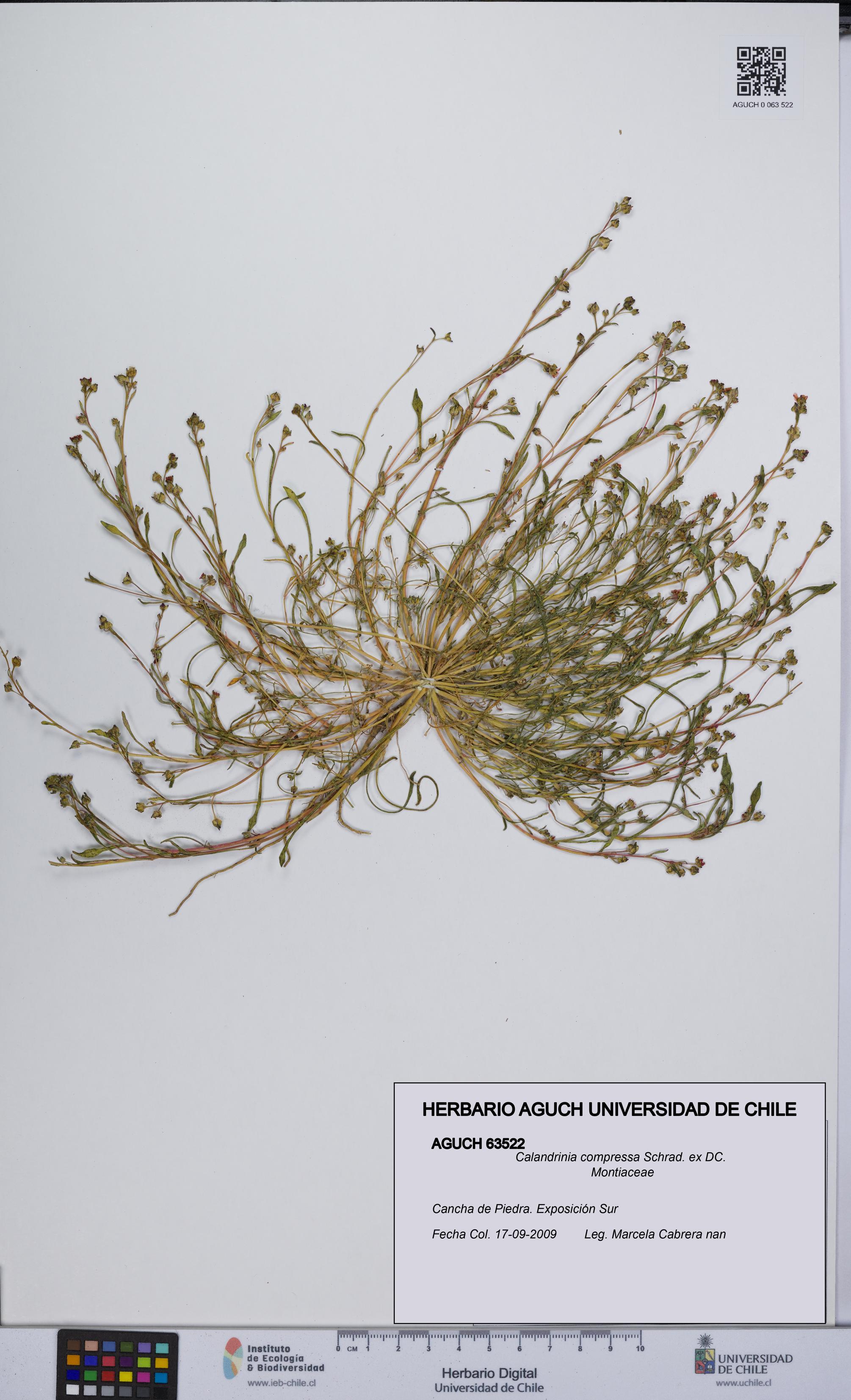 Calandrinia compressa [Espécimen: UCH:AGUCH:0063522]