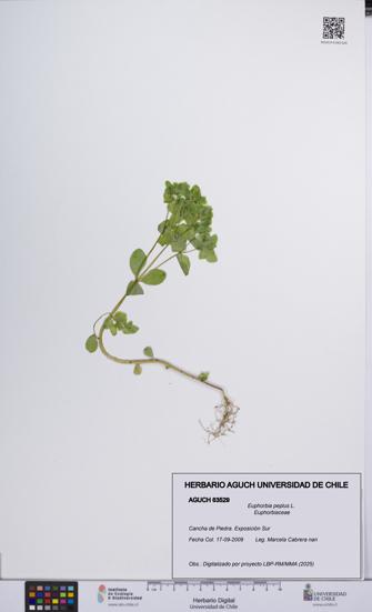 Euphorbia peplus [Espécimen: UCH:AGUCH:0063529]