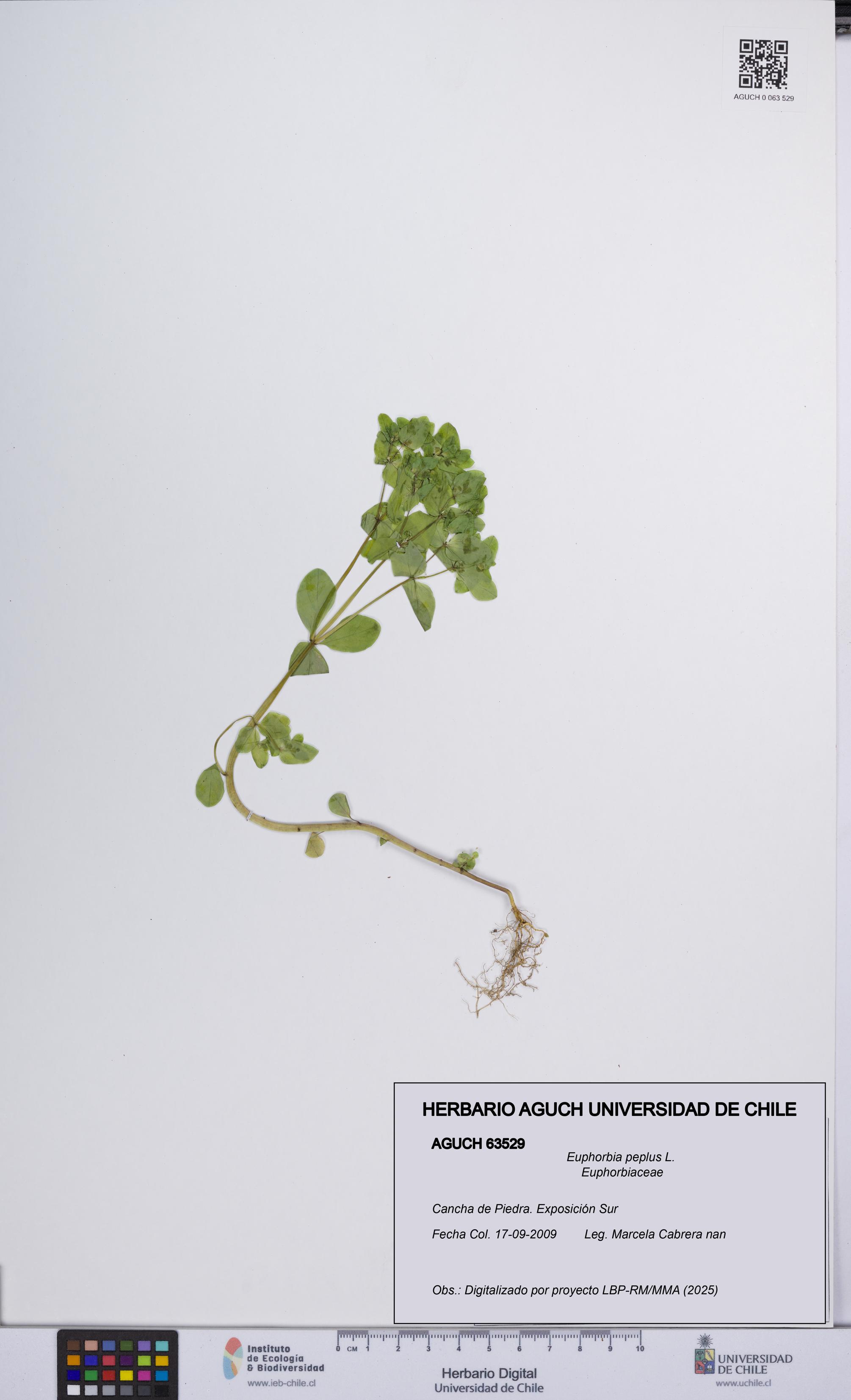 Euphorbia peplus [Espécimen: UCH:AGUCH:0063529]