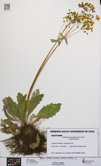 Calceolaria corymbosa [Espécimen: UCH:AGUCH:0063530]