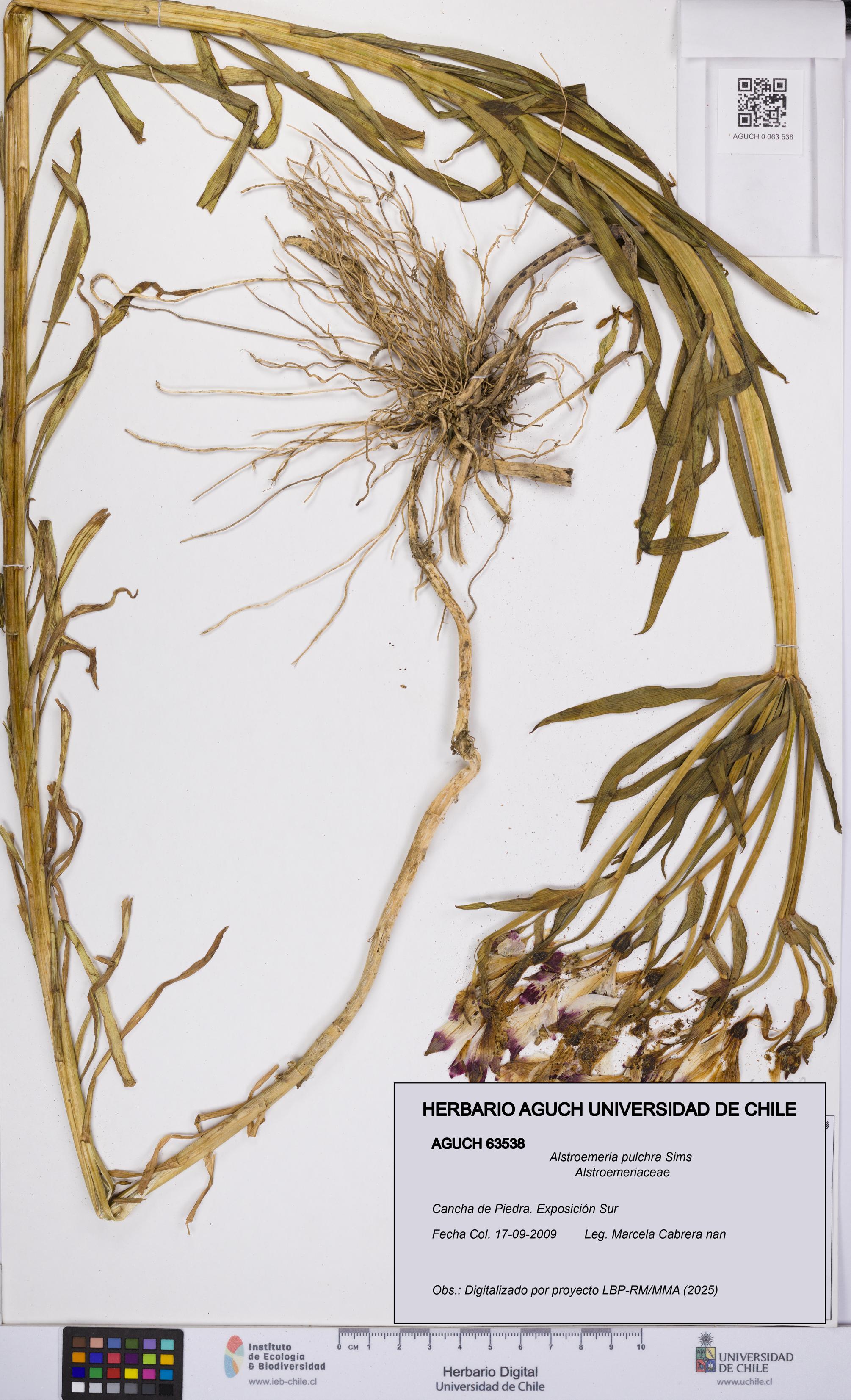 Alstroemeria pulchra [Espécimen: UCH:AGUCH:0063538]