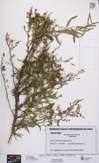 Baccharis paniculata [Espécimen: UCH:AGUCH:0063553]