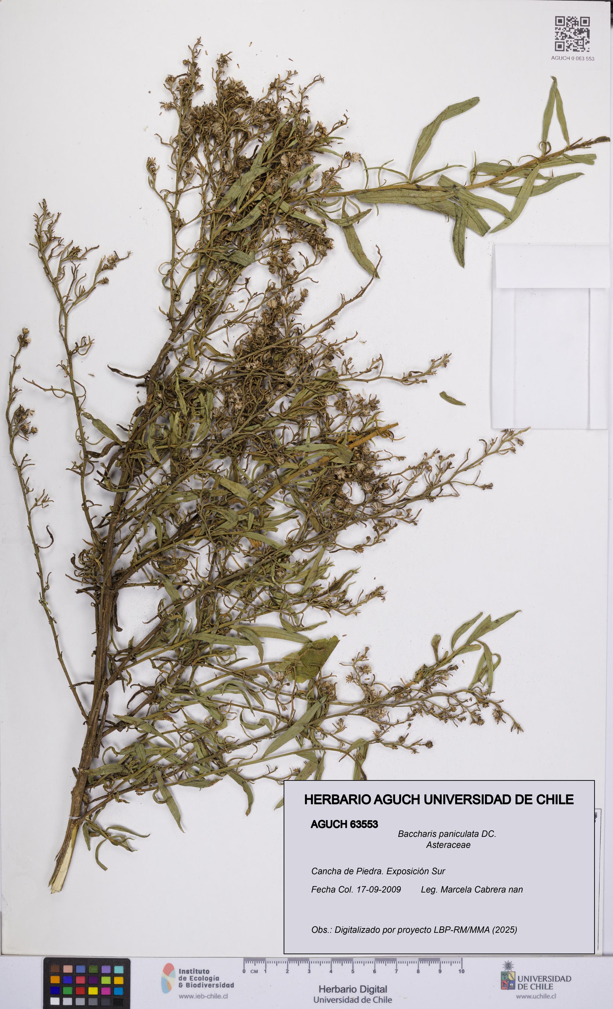Baccharis paniculata [Espécimen: UCH:AGUCH:0063553]