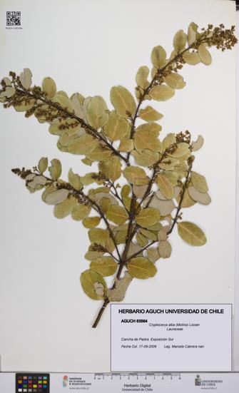 Cryptocarya alba [Espécimen: UCH:AGUCH:0063564]