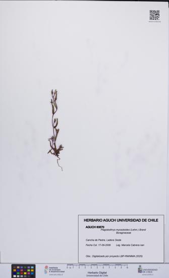 Plagiobothrys myosotoides [Espécimen: UCH:AGUCH:0063570]