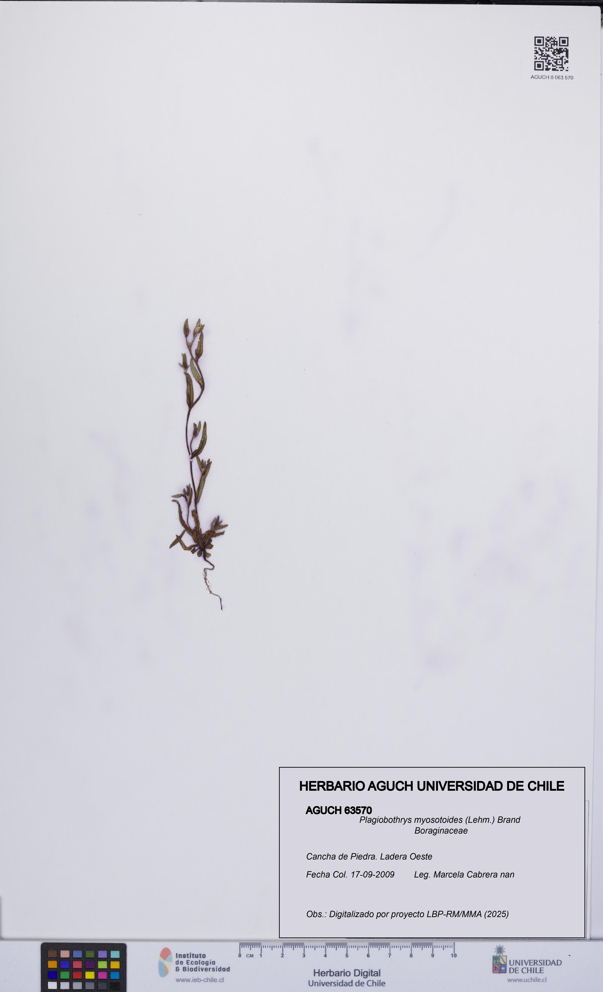 Plagiobothrys myosotoides [Espécimen: UCH:AGUCH:0063570]