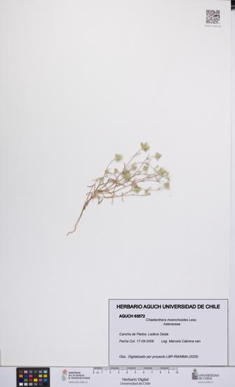 Chaetanthera moenchioides [Espécimen: UCH:AGUCH:0063572]