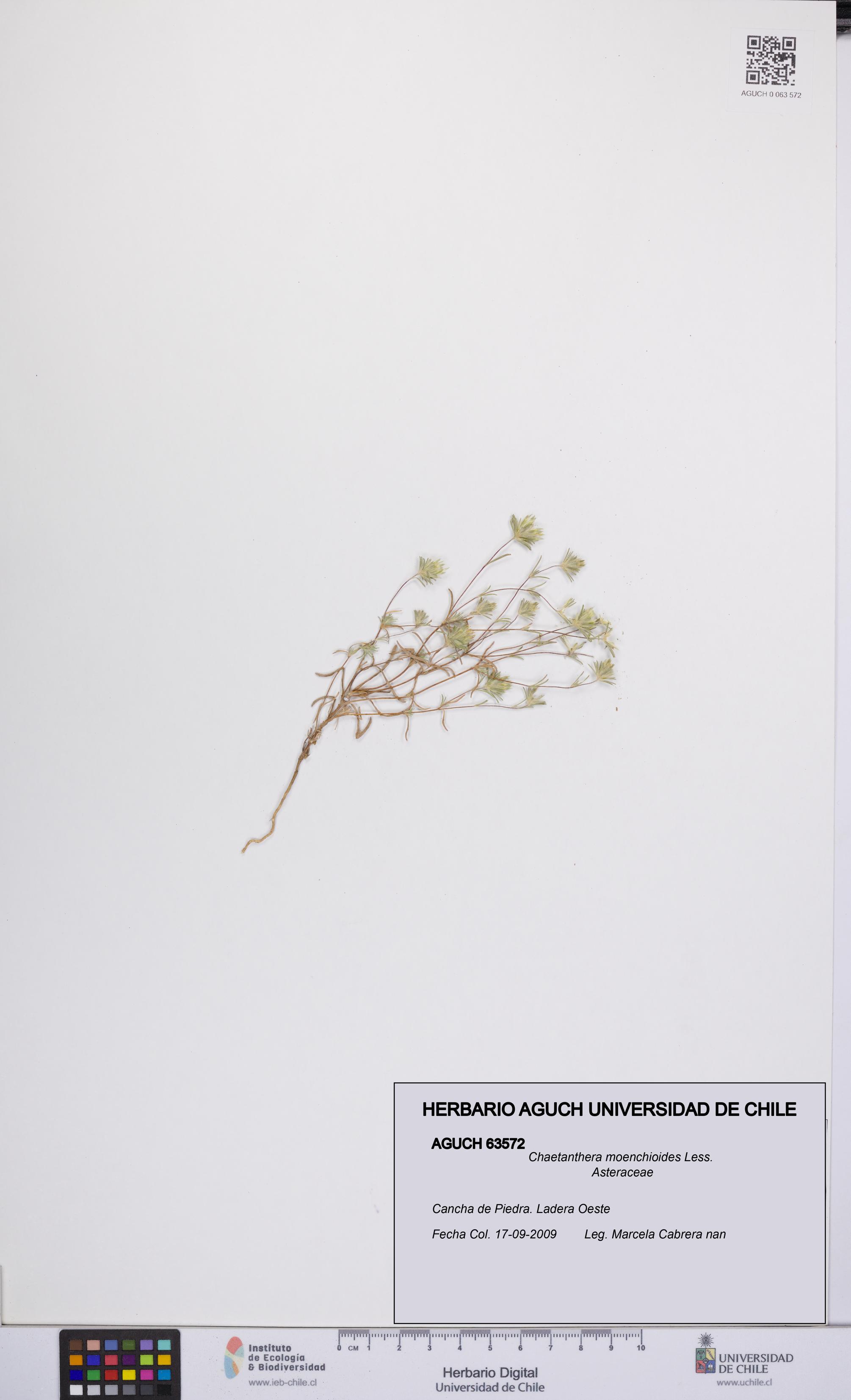 Chaetanthera moenchioides [Espécimen: UCH:AGUCH:0063572]