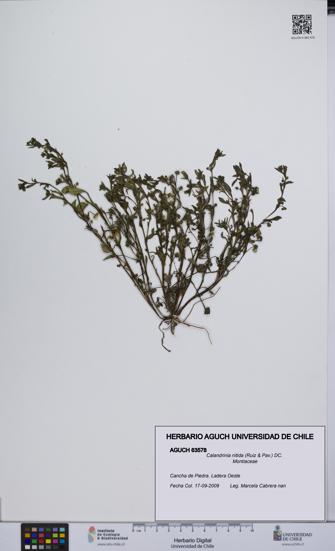 Calandrinia nitida [Espécimen: UCH:AGUCH:0063578]