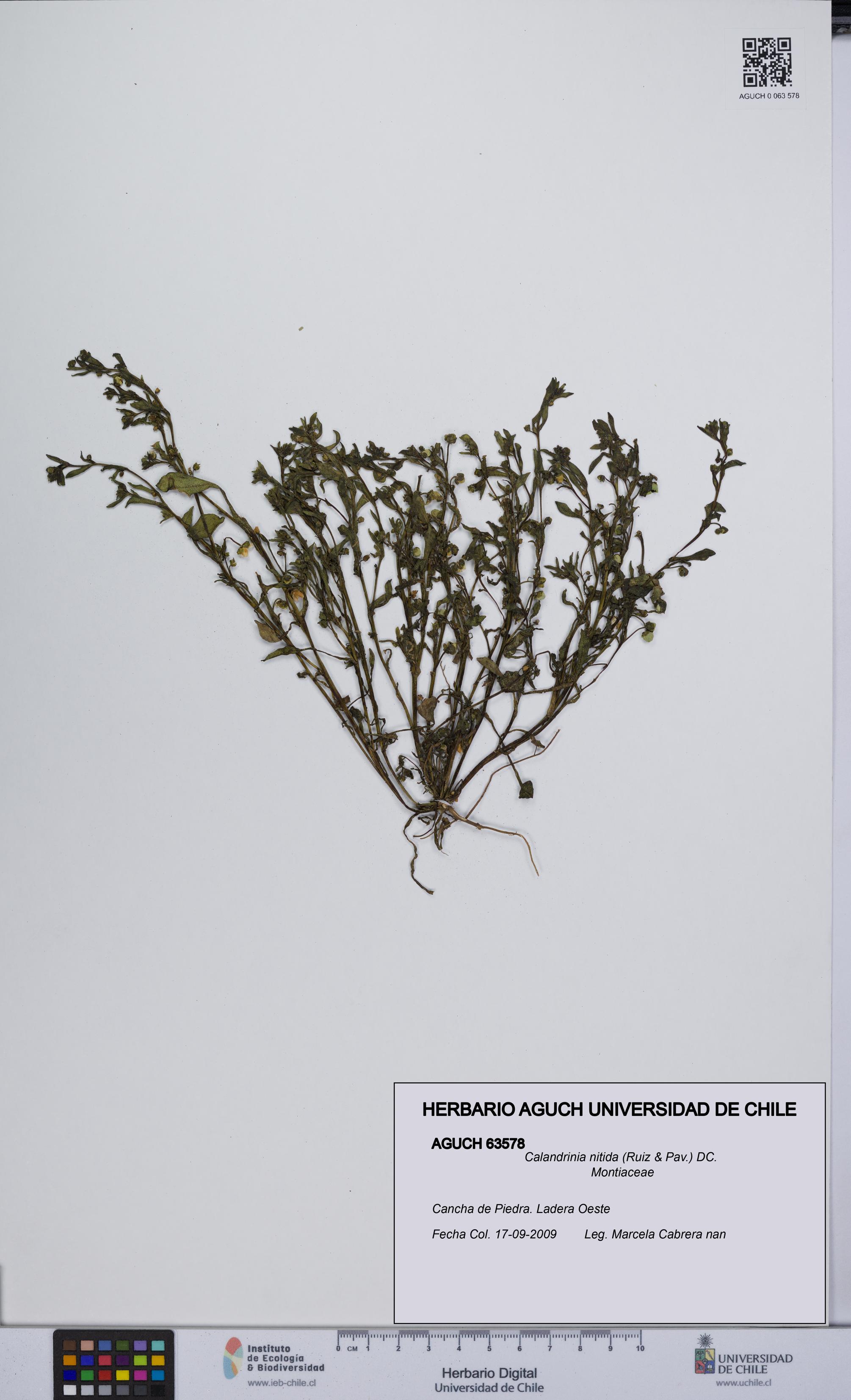 Calandrinia nitida [Espécimen: UCH:AGUCH:0063578]