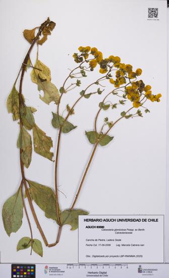 Calceolaria glandulosa [Espécimen: UCH:AGUCH:0063580]