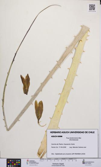 Puya berteroniana [Espécimen: UCH:AGUCH:0063586]