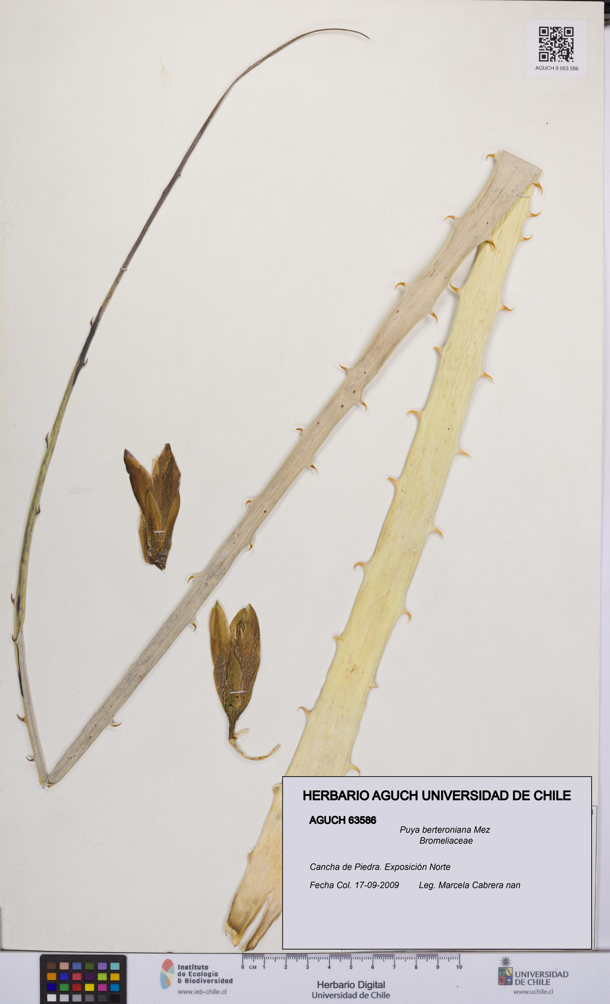 Puya berteroniana [Espécimen: UCH:AGUCH:0063586]