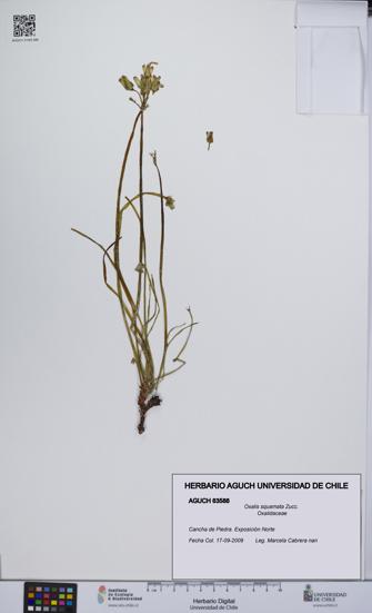 Oxalis squamata [Espécimen: UCH:AGUCH:0063588]