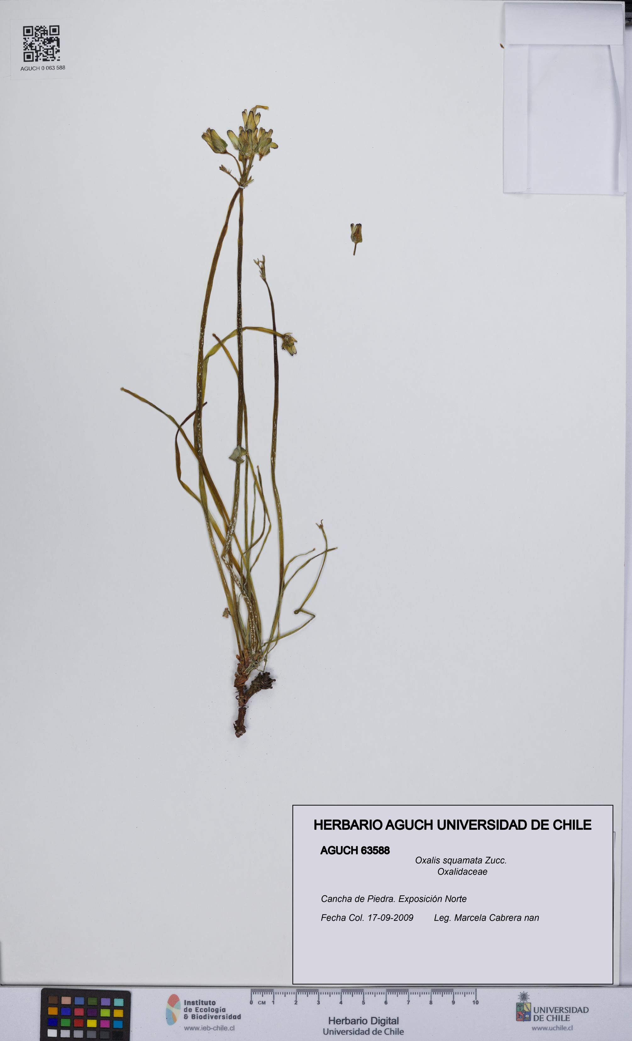 Oxalis squamata [Espécimen: UCH:AGUCH:0063588]
