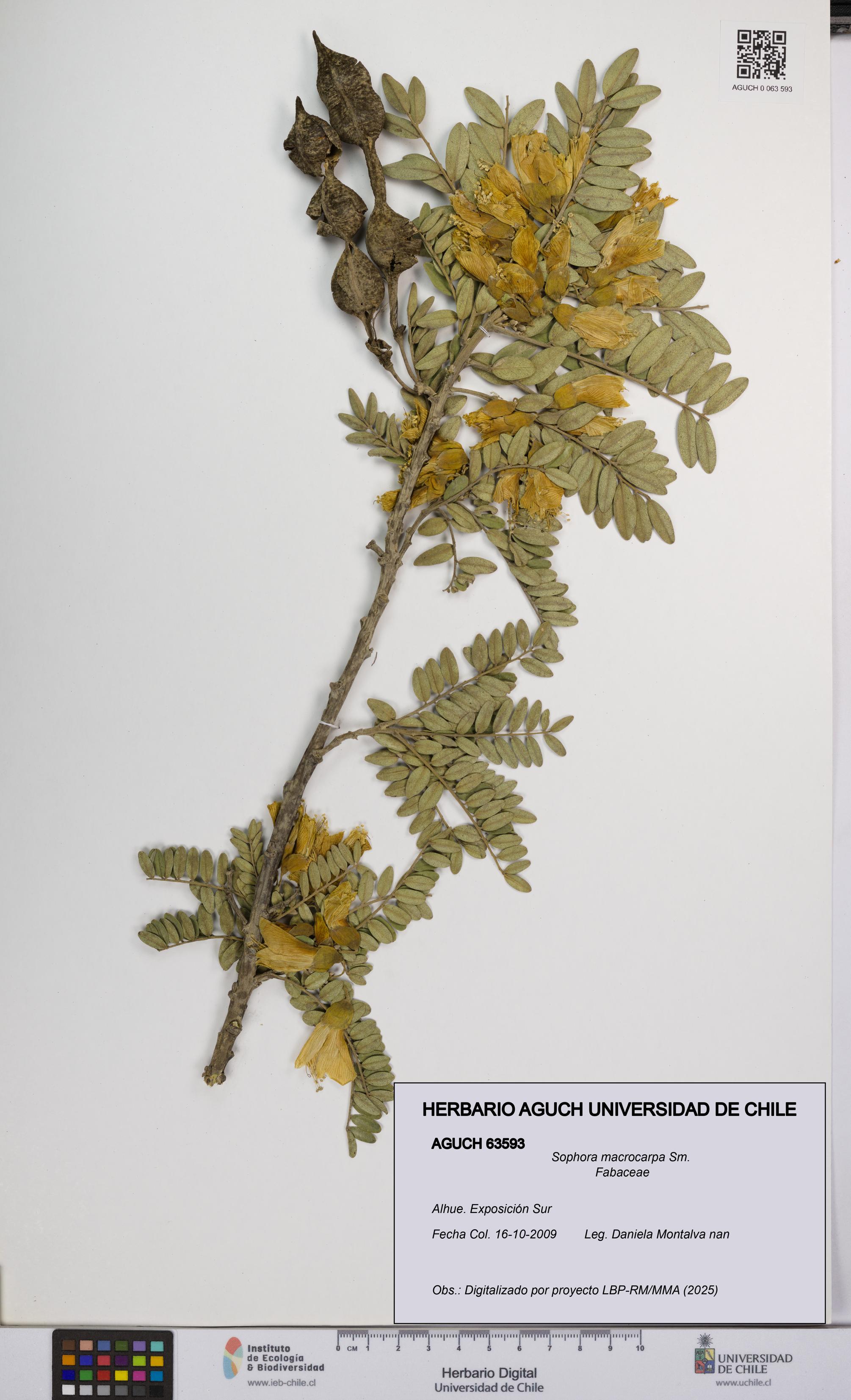 Sophora macrocarpa [Espécimen: UCH:AGUCH:0063593]