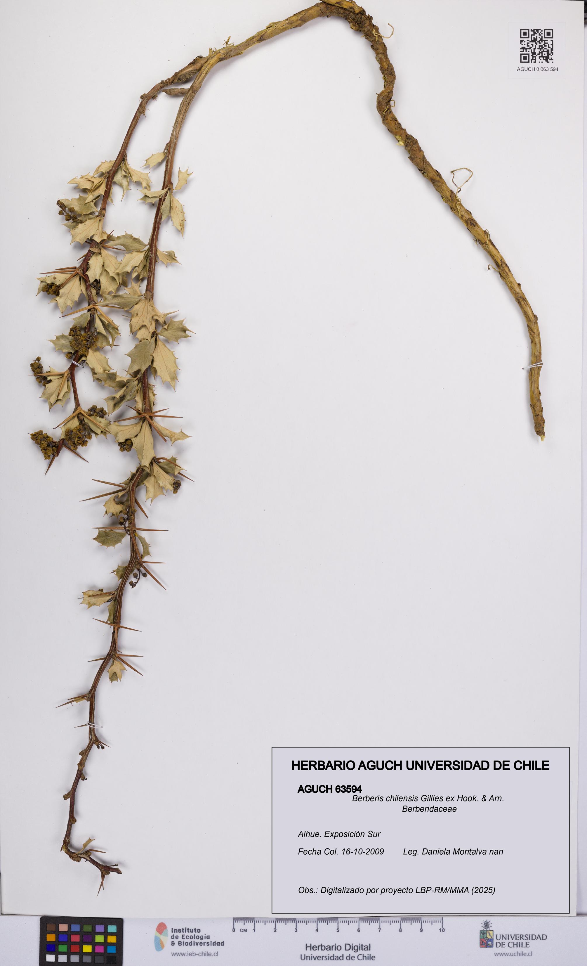 Berberis chilensis [Espécimen: UCH:AGUCH:0063594]