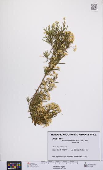 Baccharis salicifolia [Espécimen: UCH:AGUCH:0063601]