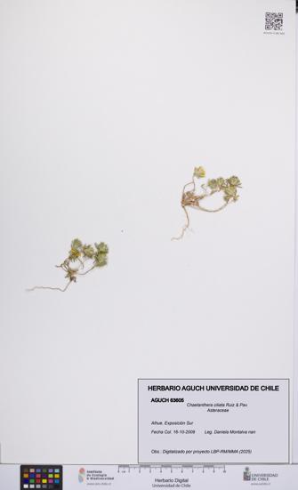 Chaetanthera ciliata [Espécimen: UCH:AGUCH:0063605]