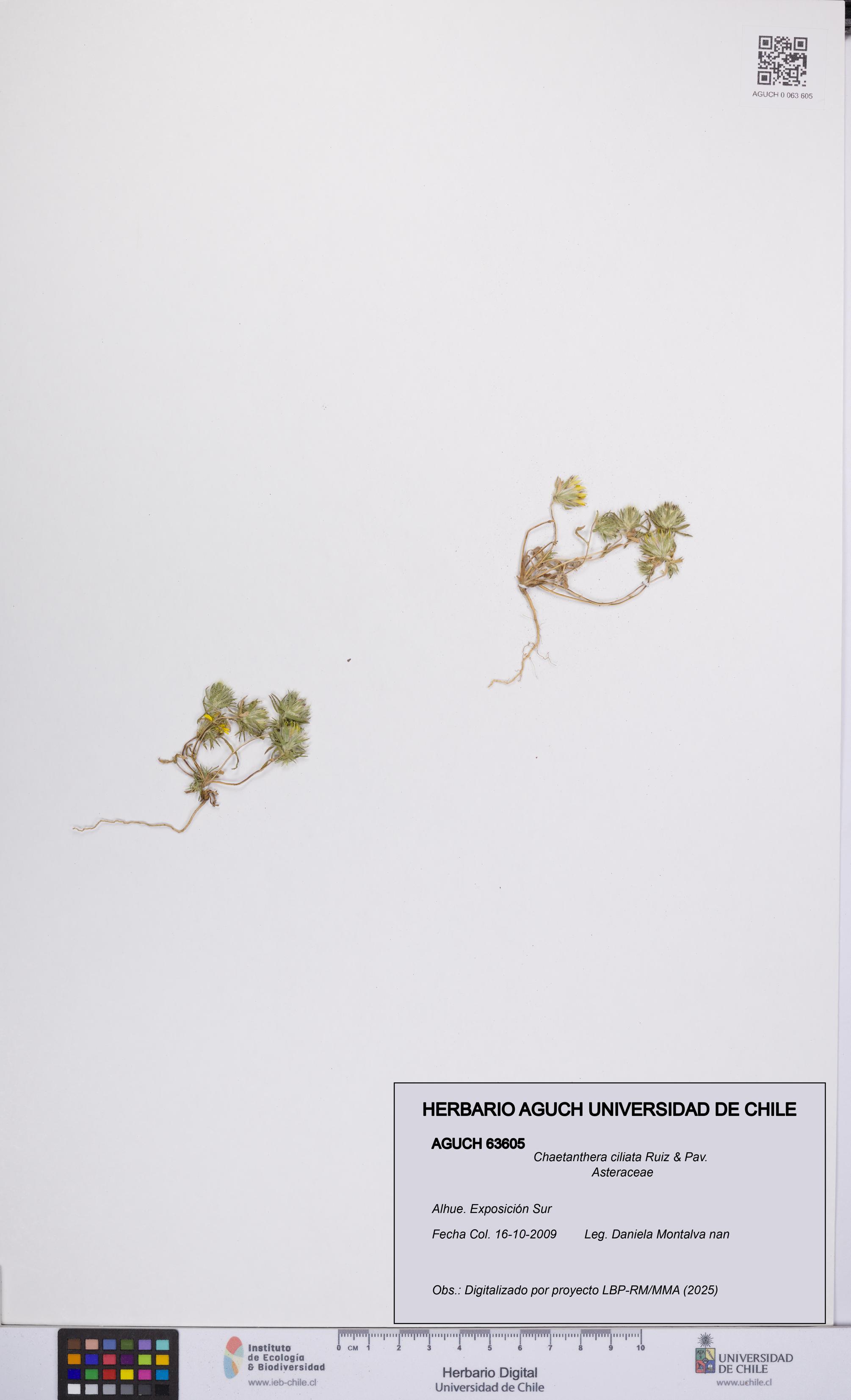 Chaetanthera ciliata [Espécimen: UCH:AGUCH:0063605]