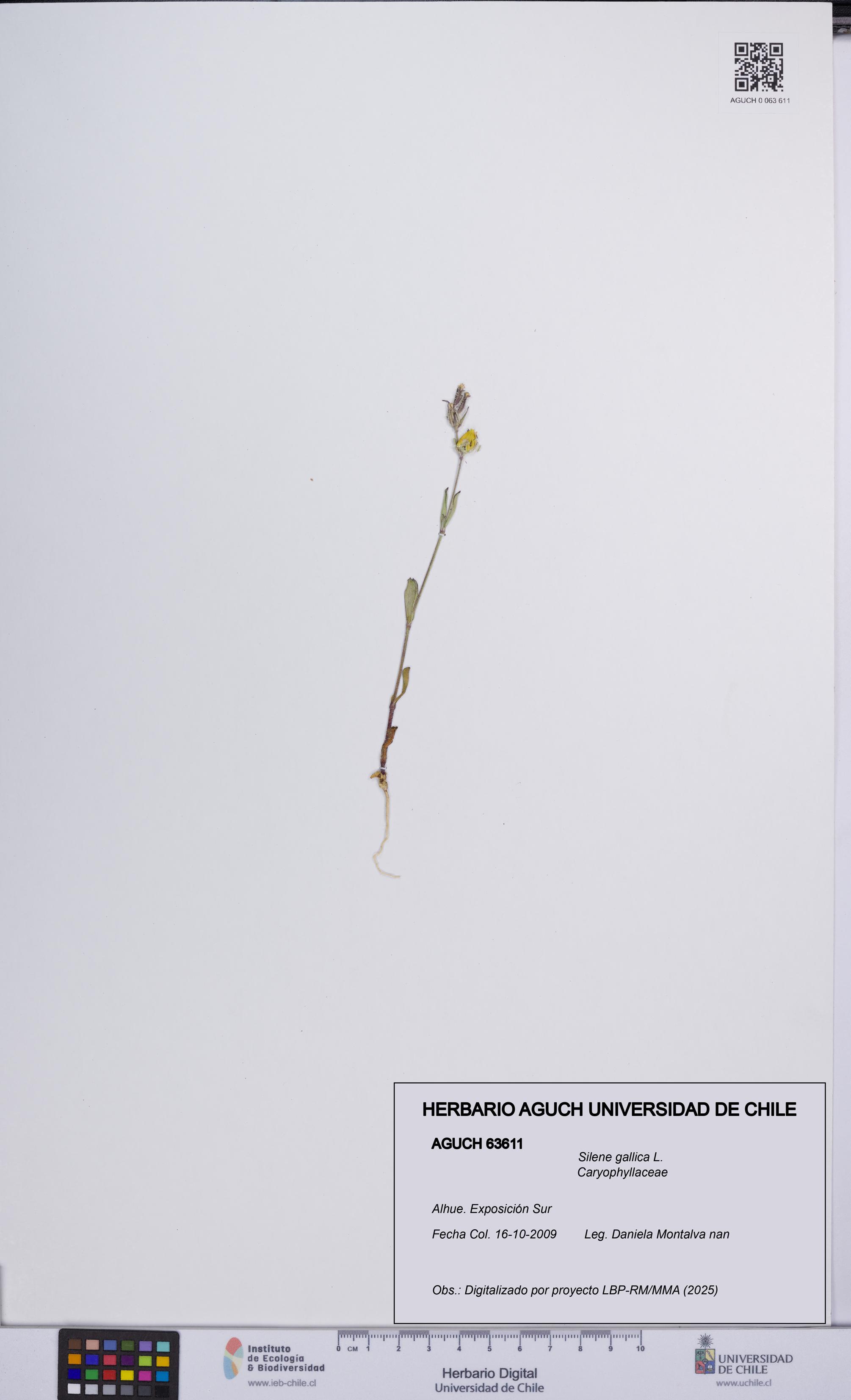 Silene gallica [Espécimen: UCH:AGUCH:0063611]