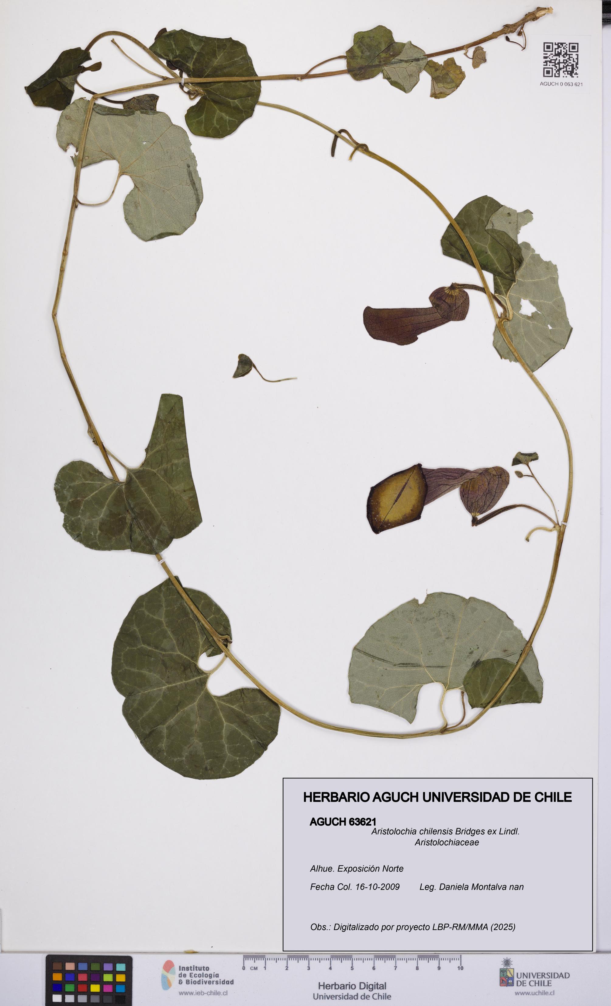 Aristolochia chilensis [Espécimen: UCH:AGUCH:0063621]