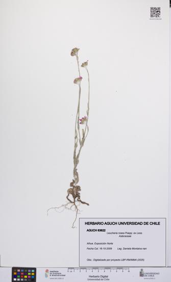 Leucheria rosea [Espécimen: UCH:AGUCH:0063622]