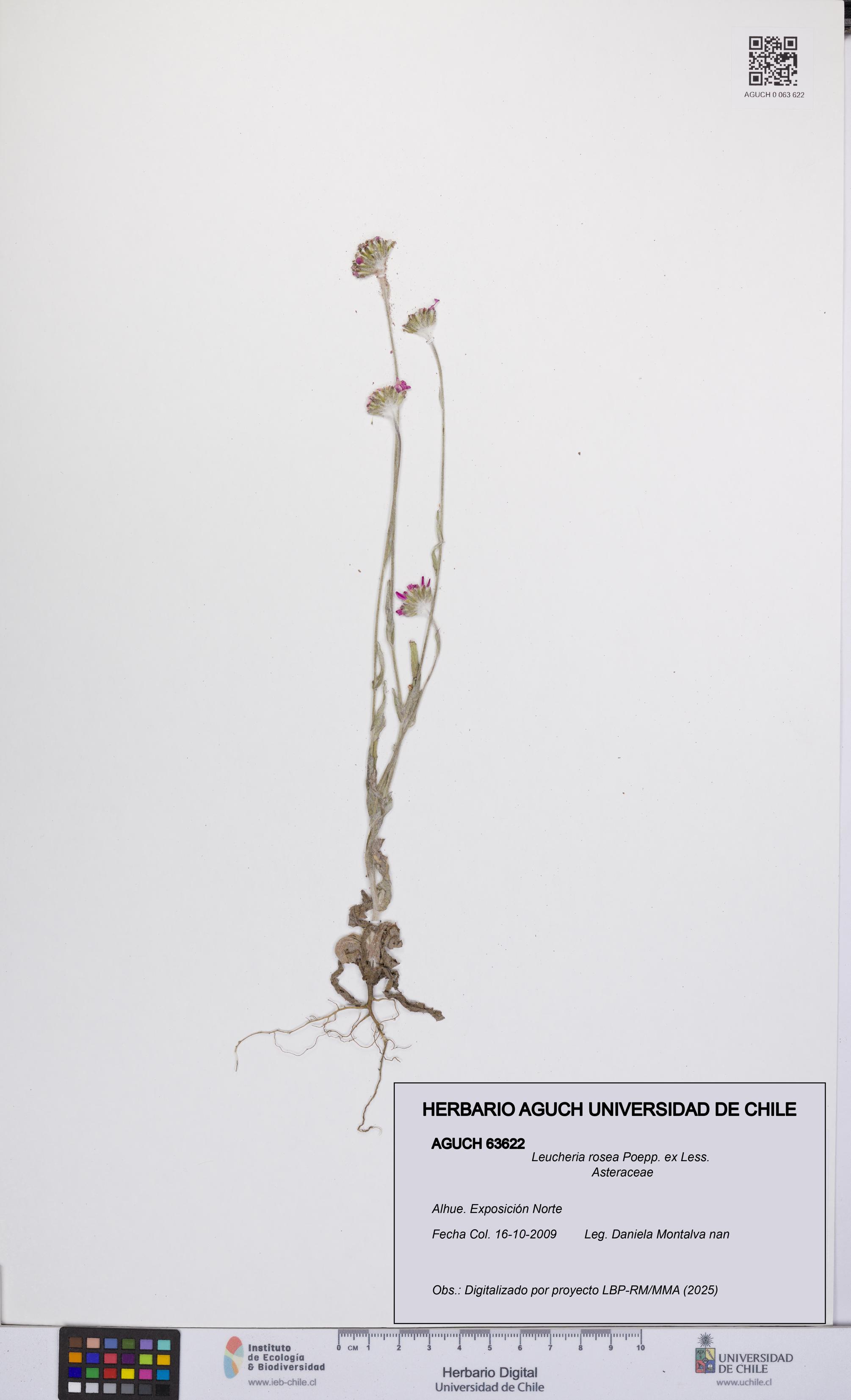 Leucheria rosea [Espécimen: UCH:AGUCH:0063622]