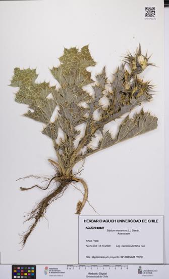Silybum marianum [Espécimen: UCH:AGUCH:0063637]