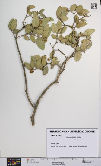 Peumus boldus [Espécimen: UCH:AGUCH:0063644]