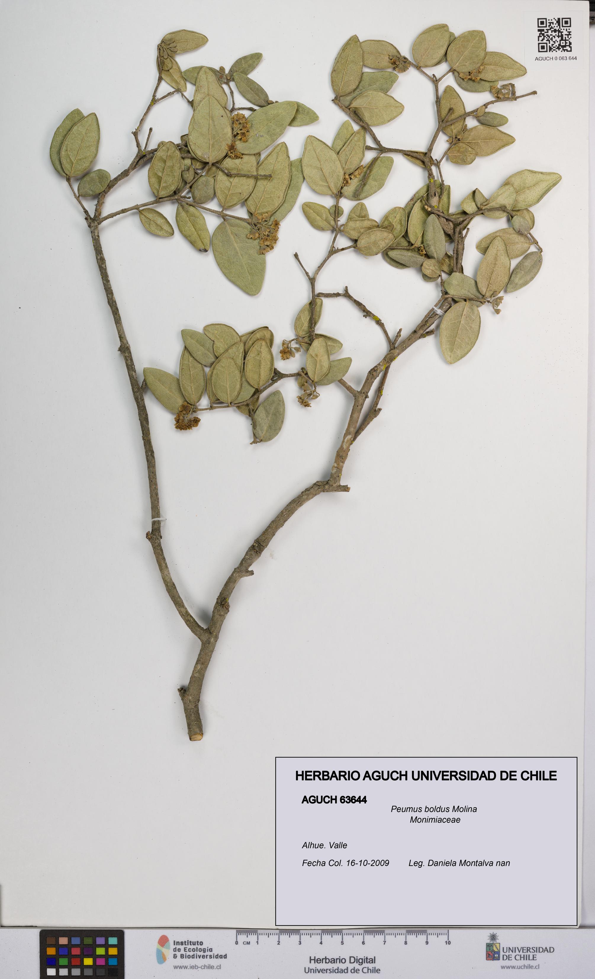 Peumus boldus [Espécimen: UCH:AGUCH:0063644]