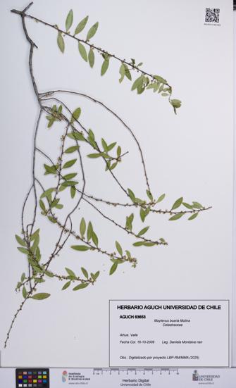Maytenus boaria [Espécimen: UCH:AGUCH:0063653]